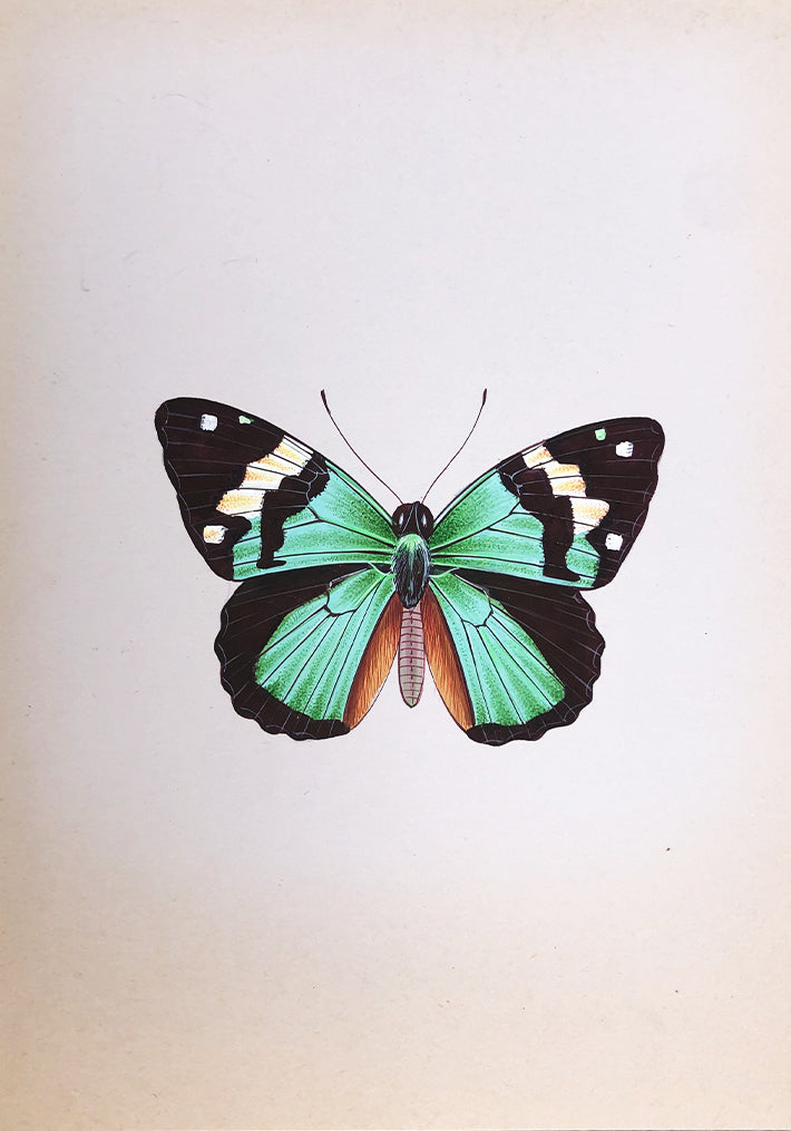 An Alluring Butterfly in Miniature Painting by Mohan Prajapati