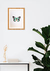 An Alluring Butterfly in Miniature Painting by Mohan Prajapati