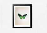 A Playful Butterfly in Miniature Painting by Mohan Prajapati