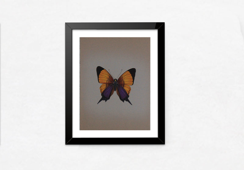 A Splendent Butterfly in Miniature Painting by Mohan Prajapati