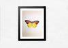 A Colorful Butterfly in Miniature Painting by Mohan Prajapati