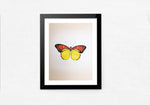 A Colorful Butterfly in Miniature Painting by Mohan Prajapati