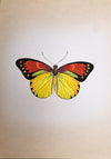 A Colorful Butterfly in Miniature Painting by Mohan Prajapati