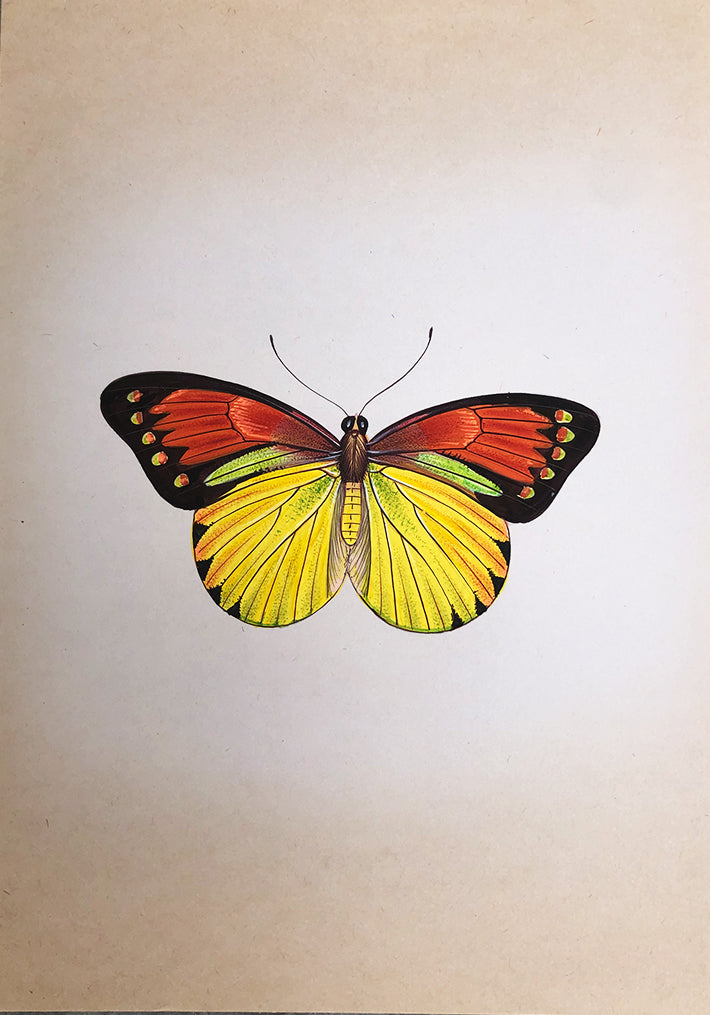 A Colorful Butterfly in Miniature Painting by Mohan Prajapati