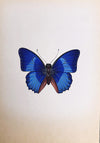 A Charming Butterfly in Miniature Painting by Mohan Prajapati