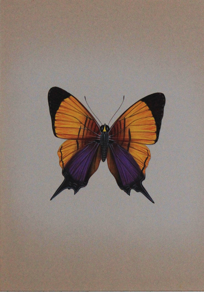A Splendent Butterfly in Miniature Painting by Mohan Prajapati Thumbnail