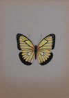 A Glowing Butterfly in Miniature Painting by Mohan Prajapati