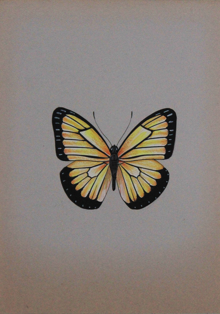 A Glowing Butterfly in Miniature Painting by Mohan Prajapati