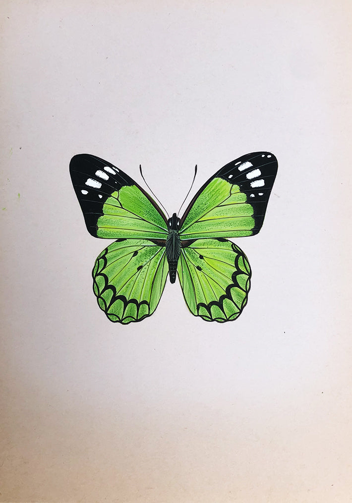 Butterfly in Green Miniature Painting by Mohan Prajapati
