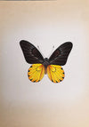 Buy Black And Yellow Butterfly Miniature Painting
