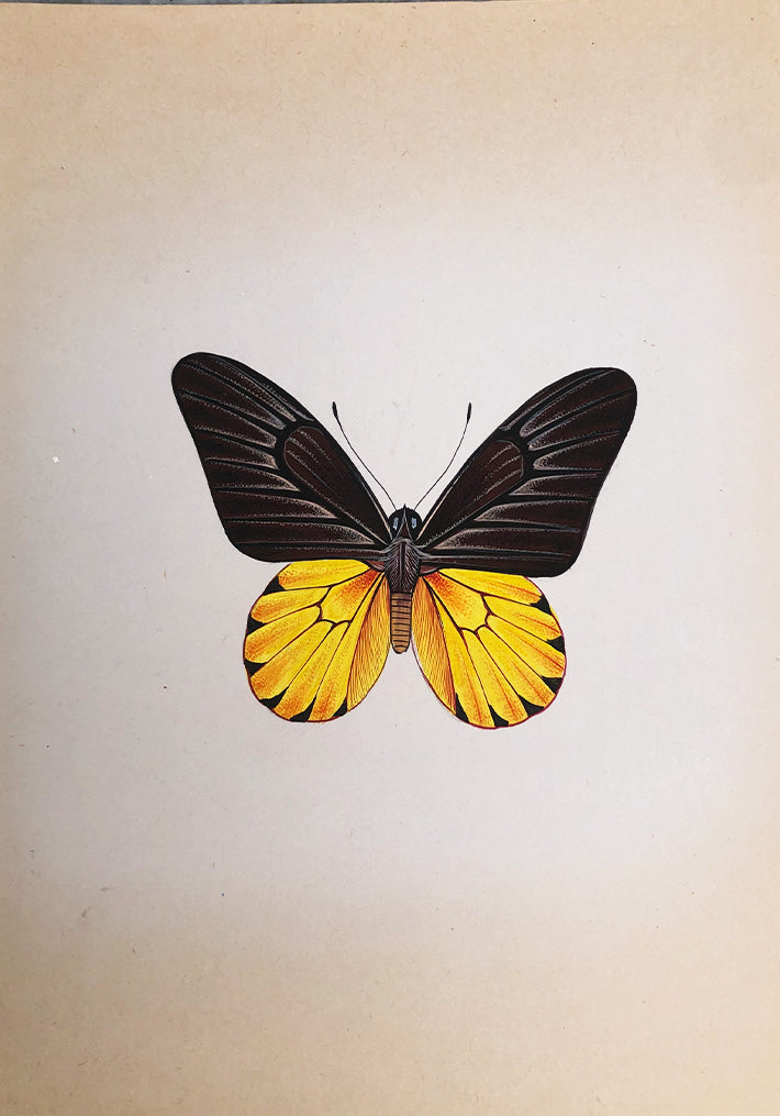 A Delicate Butterfly in Miniature Painting by Mohan Prajapati Thumbnail