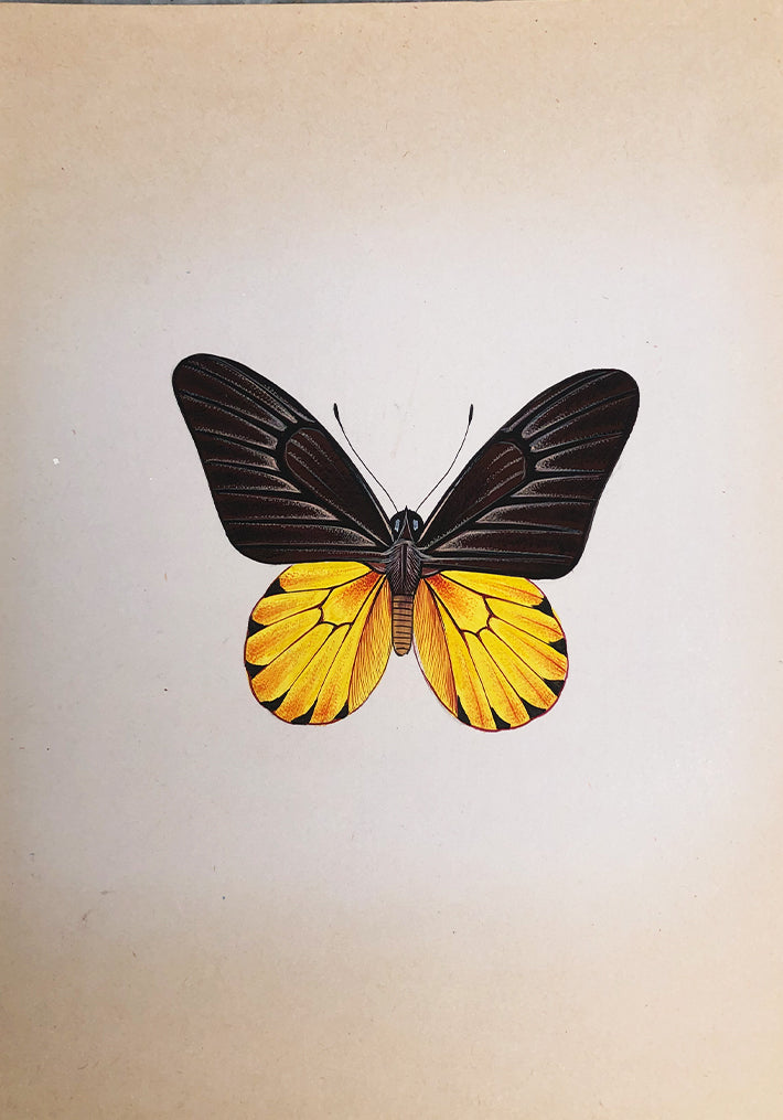 Buy Black And Yellow Butterfly Miniature Painting
