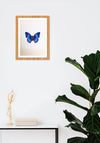 A Charming Butterfly in Miniature Painting by Mohan Prajapati