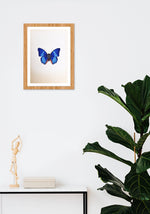 A Charming Butterfly in Miniature Painting by Mohan Prajapati
