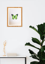 Butterfly in Green Miniature Painting by Mohan Prajapati