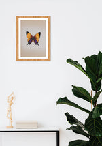 A Splendent Butterfly in Miniature Painting by Mohan Prajapati