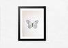 Butterfly in Monochrome Miniature Painting by Mohan Prajapati
