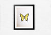 yellow and black butterfly