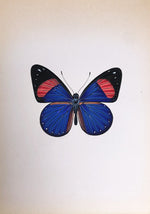 Butterfly Miniature Painting by Mohan Prajapati