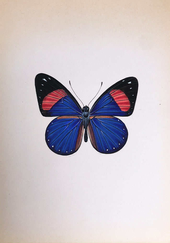 A Vibrant Butterfly in Miniature Painting by Mohan Prajapati Thumbnail