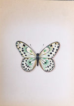 Butterfly in Monochrome Miniature Painting by Mohan Prajapati