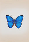Buy Handpainted Butterfly miniature style painting