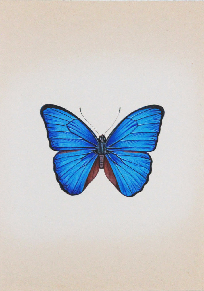 Butterfly in Azure Miniature Painting by Mohan Prajapati Thumbnail