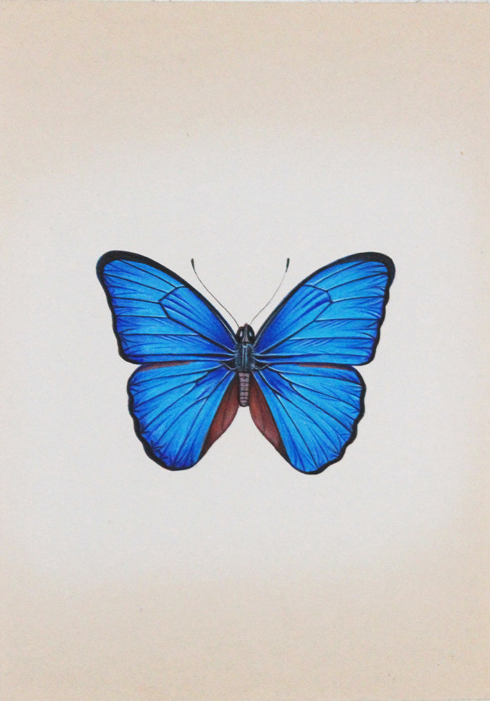 Buy Handpainted Butterfly miniature style painting