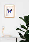 Purchase Butterfly Miniature Painting by Mohan Prajapati