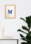 A Blue Butterfly in Miniature Painting by Mohan Prajapati