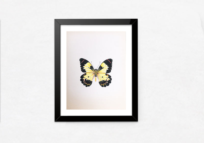 A Majestic Butterfly in Miniature Painting by Mohan Prajapati