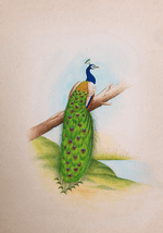 A Fascinating Peacock in Miniature Painting by Mohan Prajapati