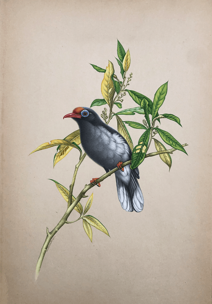 The Tweeting Bird in Miniature Painting by Mohan Prajapati Thumbnail