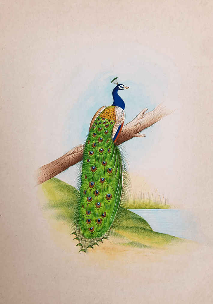 A Fascinating Peacock in Miniature Painting by Mohan Prajapati Thumbnail