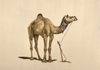 The Iconic Camel in Miniature Painting by Mohan Prajapati