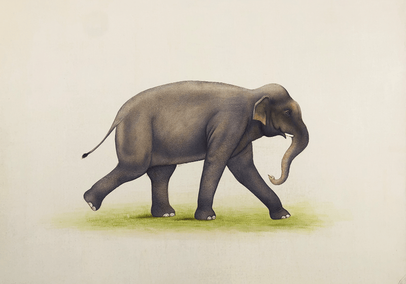 An Elephant at Move in Miniature Painting by Mohan Prajapati