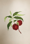 A Fruit's Delight in Miniature Painting by Mohan Prajapati