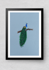 A Graceful Peacock in Miniature Painting by Mohan Prajapati