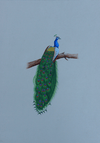 A Graceful Peacock in Miniature Painting by Mohan Prajapati