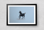 Horse Miniature style Painting by Mohan Prajapati