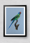 A Radiant Parrot in Miniature Painting by Mohan Prajapati