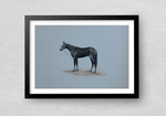 A Gentle Horse in Miniature Painting by Mohan Prajapati