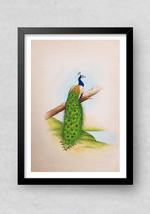 A Fascinating Peacock in Miniature Painting by Mohan Prajapati