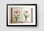 Lilies of Mughal in Miniature Painting by Mohan Prajapati