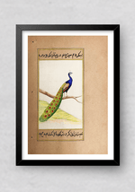 An Alluring Peacock in Miniature Painting by Mohan Prajapati