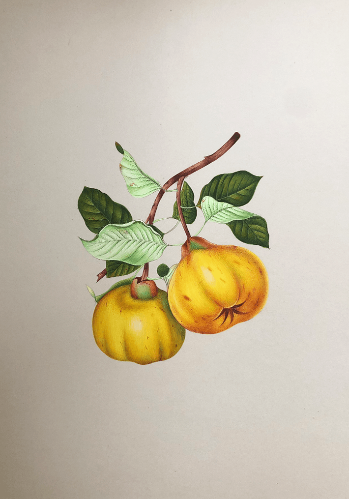 The Nature's Fruits in Miniature Painting by Mohan Prajapati
