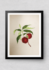 A Fruit's Delight in Miniature Painting by Mohan Prajapati